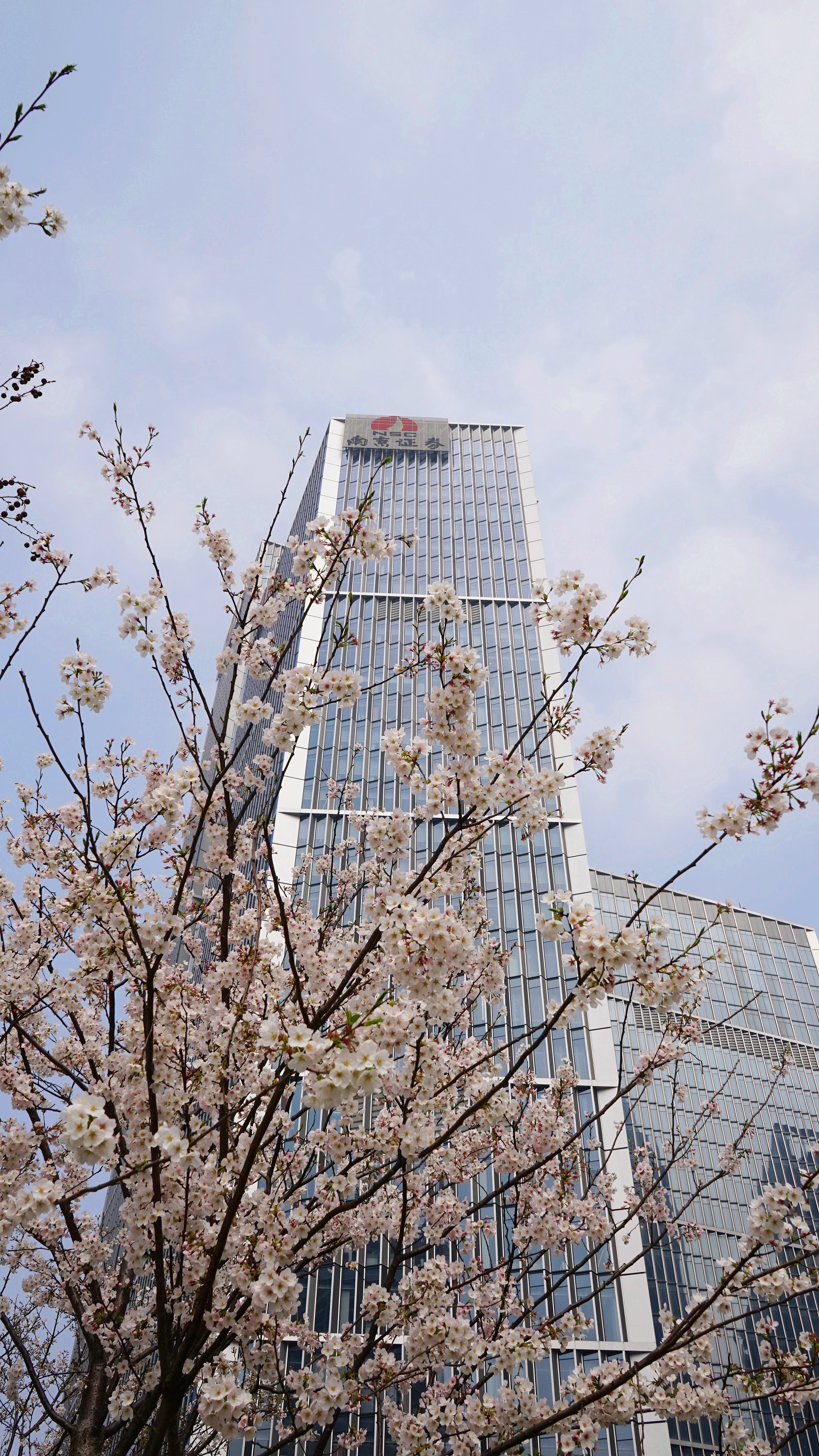 南京证券电话(南京证券电话客服电话是多少)